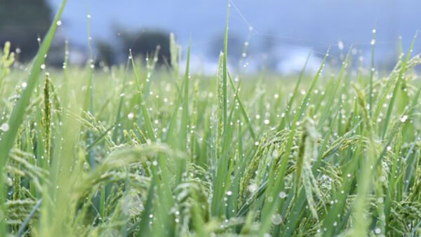 晴れの日褻の日